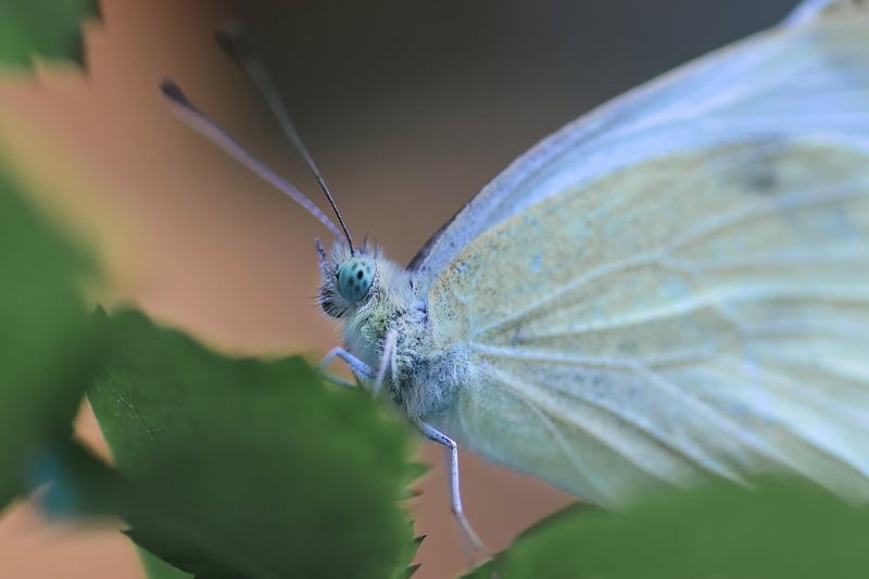 Butterfly Effect