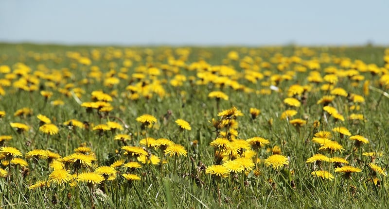 Dandelion clock